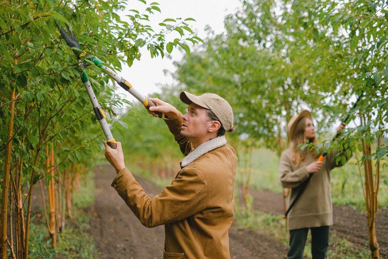 Tree Health Inspection in Pana, IL